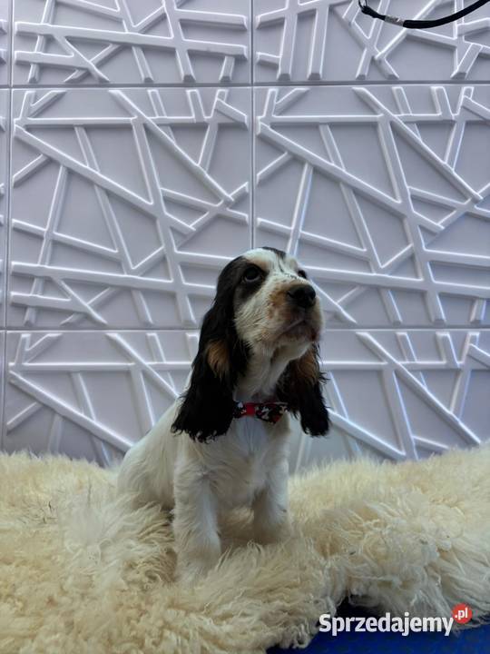 Cocker spaniel angielski Cocker Spaniel Żelazków