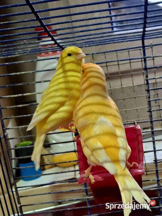 Pięknie śpiewające kanarki Rybnik sprzedam