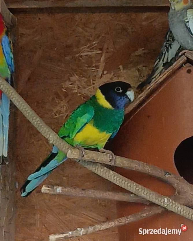 Papuga Barnard czarnogłowy samiec Stanowice sprzedam