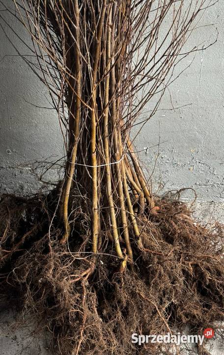 Sadzonki na żywopłot Bukszpan Cis Laurowiśnia Kielce