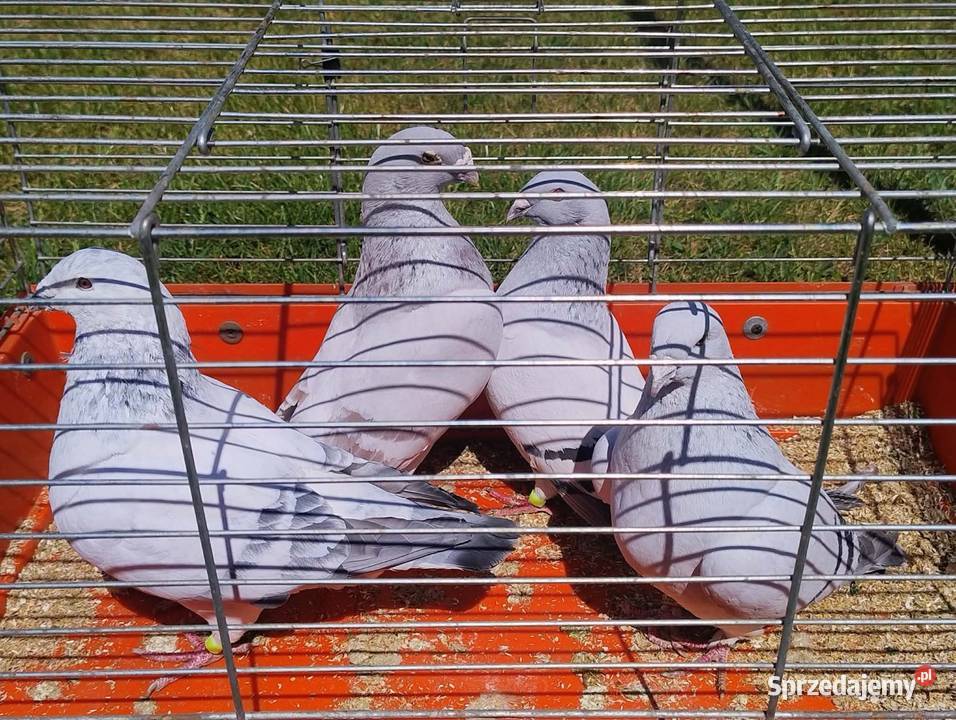 Gołębie Ozdobne różne gatunki Ptaki Blachownia sprzedam