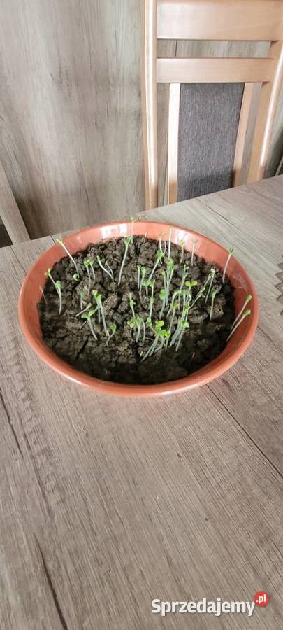 żmijowiec grecki jednoroczny zbiór 2025 rroślina Przybysławice