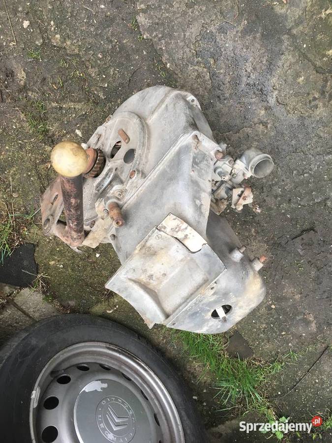 Silnik dzik Pabianice