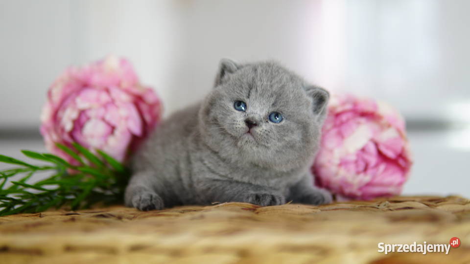 Kot brytyjski Tik Tok cats Konin