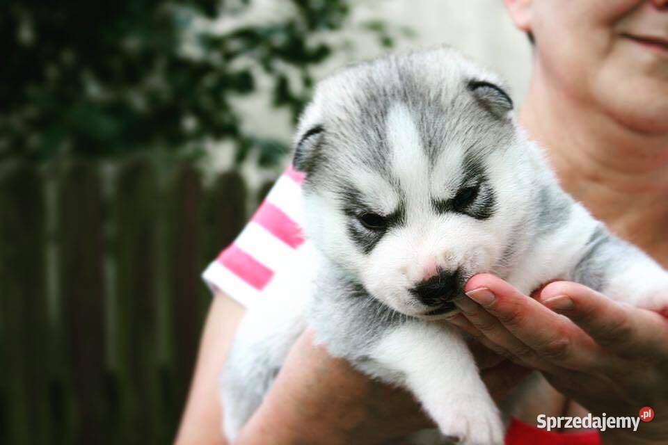 Szczeniaki srebrnobiałe Siberian Husky lato 2023 Rzeszów sprzedam