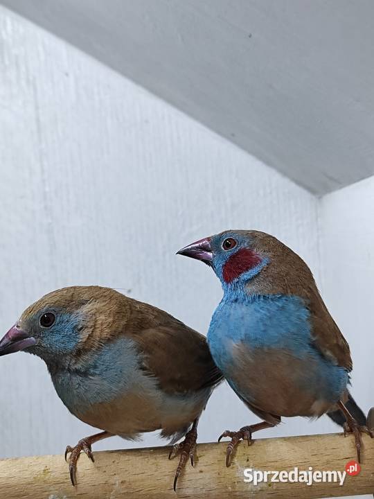 Motylik krasnouchy Astryld Astryldy para Ptaki Myślenice