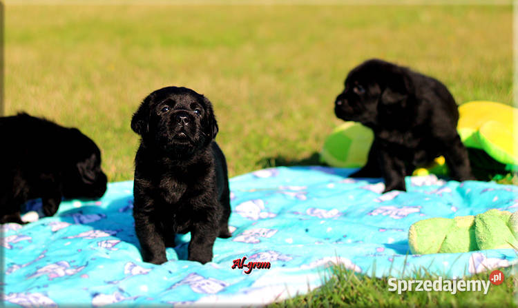 Czarne szczenięta rasy Labrador Retriever Chynów