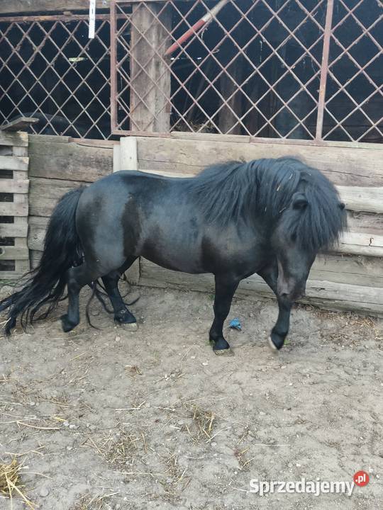 Kuc szetlandzki Rokiciny sprzedam