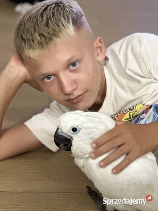 Kakadu Alba samiec oswojony ręcznie karmiony Poznań