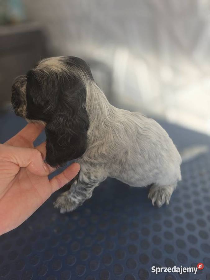 Cocker Spaniel Angielski Cocker Spaniel Żelazków