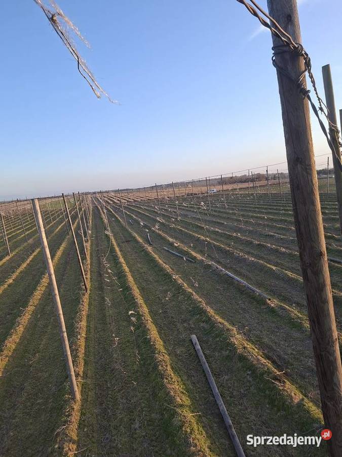 Słupy chmielowe 75m i 95m duża ilość Borzechów