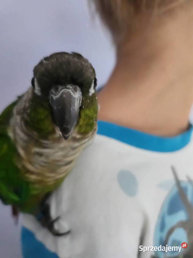 Rudosterka ręcznie karmiona Ptaki śląskie Gostyń sprzedam