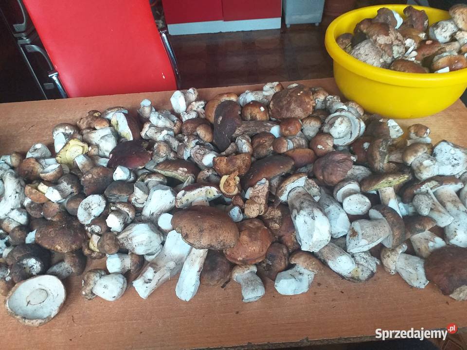 Grzyby świeże prawdziwki małopolskie Zawoja