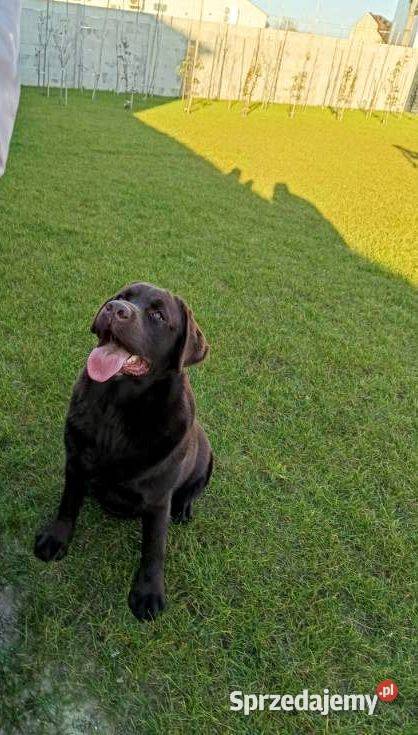 Śliczne suczki Labrador retriever Rodzice FCi i Niepołomice