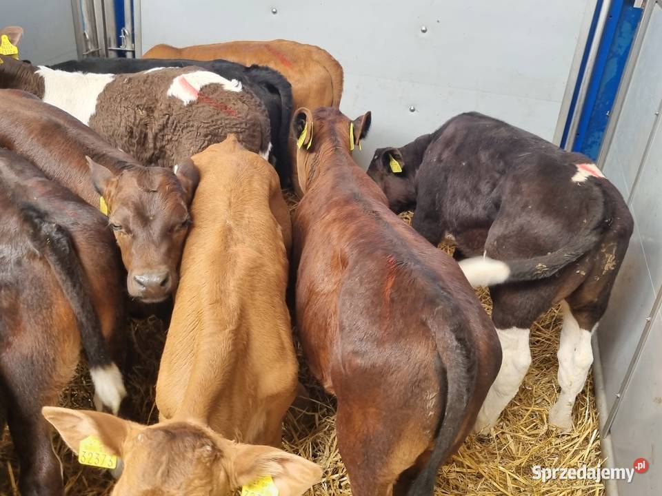 Byczki Jalowki na paszę Bydgoszcz