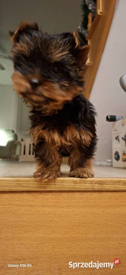 Yorkshire Terrier mala sunia