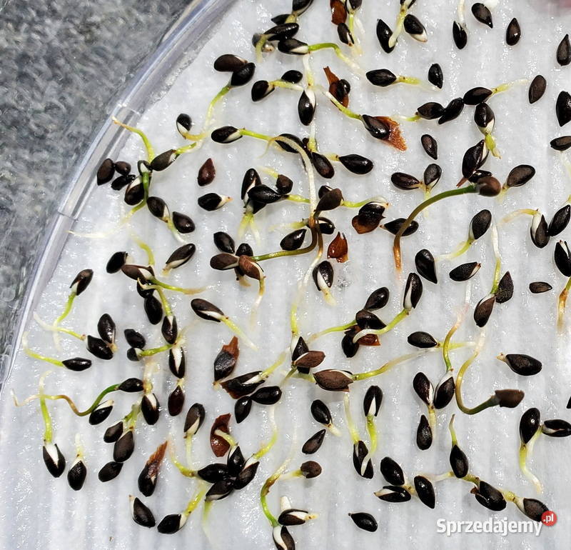 NASIONA Katalpa wielkokwiatowa Surmia Puławy sprzedam