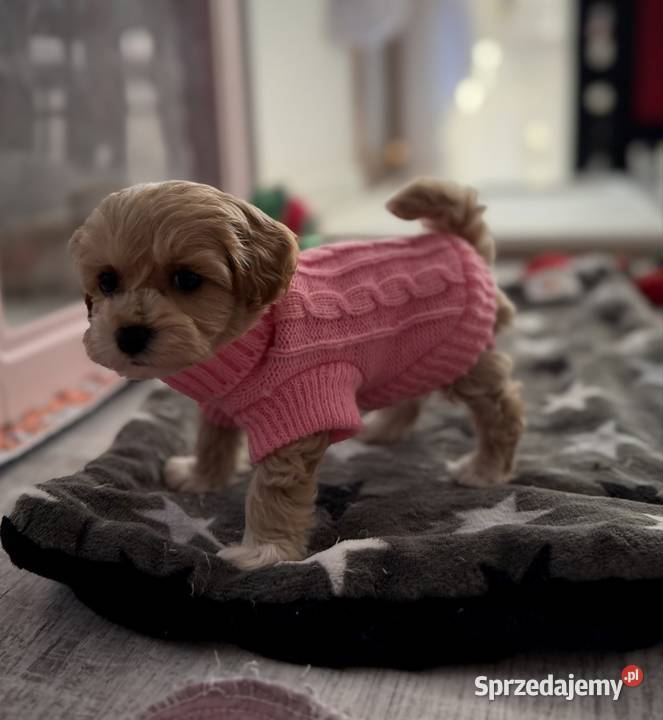 Maltipoo malutka dziewczynka Pozostałe Kraków