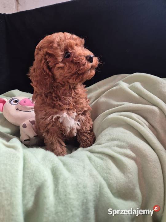 pudel toy Szczecin