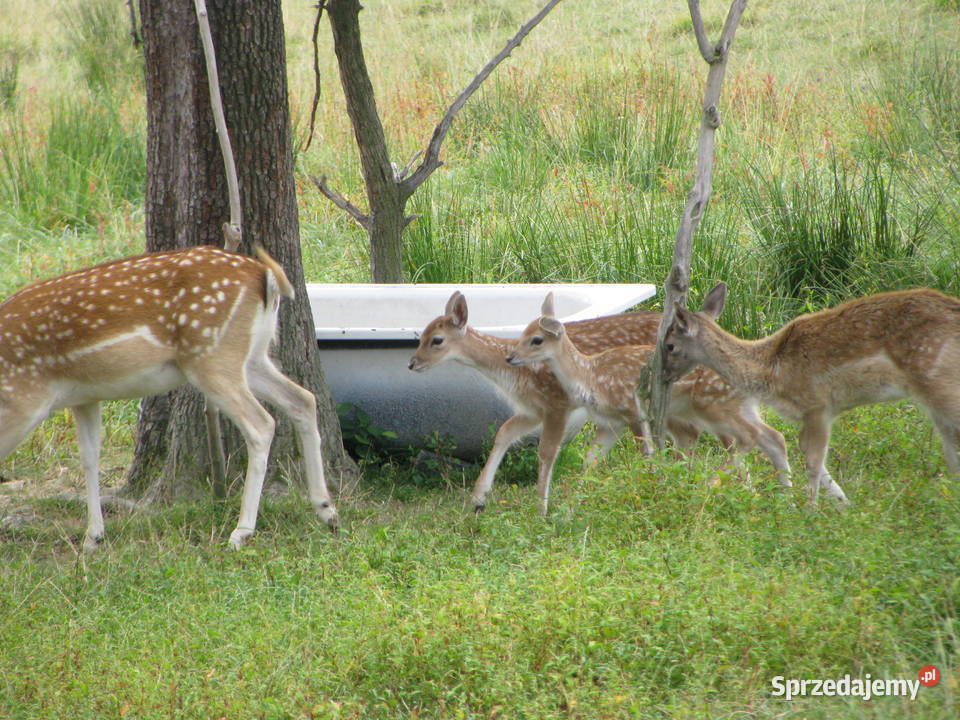 Daniele byki łanie zacielone młode szpicaki Słopnice
