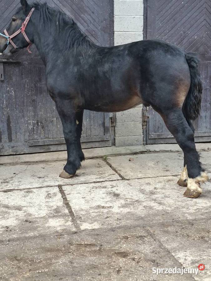 Sprzedam konia Huta Stara