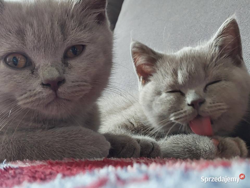 koty brytyjskie Radomsko