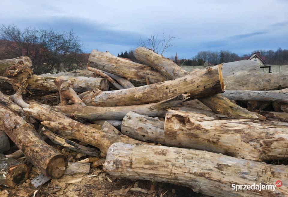 Drzewo opałowe Topola Jawor