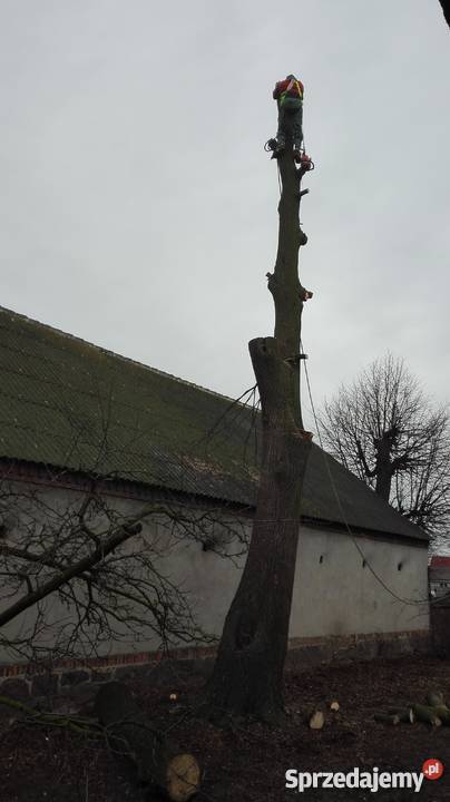 Wycinka trudnych drzew metodą alpinistyczną z Poznań
