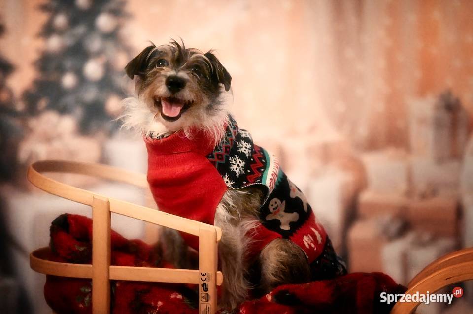 Świąteczne sesje zdjęciowe Fotograf Poznań