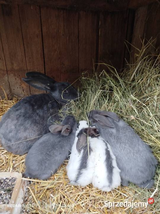 Srokacze niebieskie młode