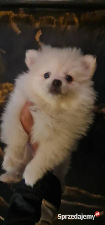 Pomeranian szpic miniaturowy szczeniaki suczki Frysztak