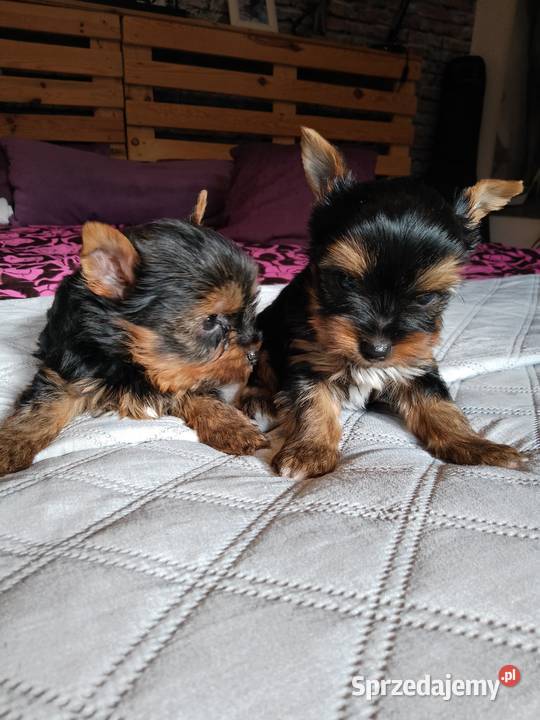 Sprzedam York shire Terrier zachodniopomorskie Tanowo sprzedam