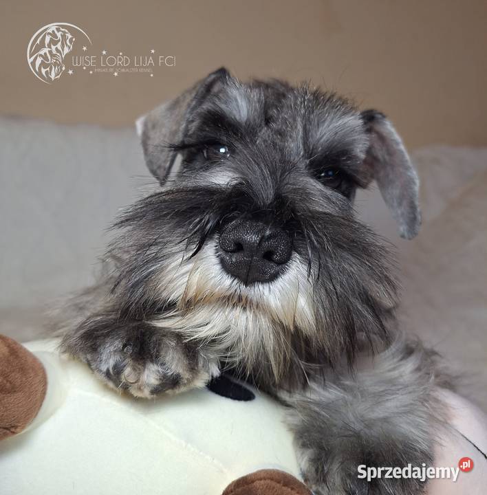 Sznaucer miniaturowy pieprz i sól rodowód zachodniopomorskie Stargard