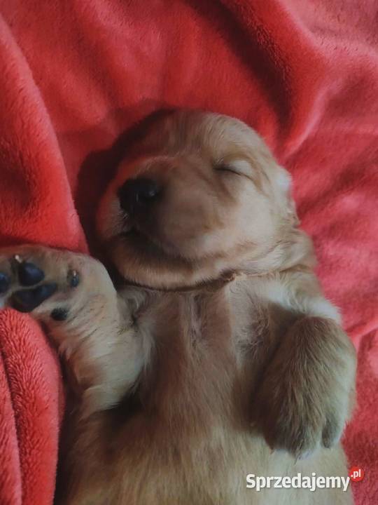 Suczka 100linia amerykańska Golden retriever Katowice