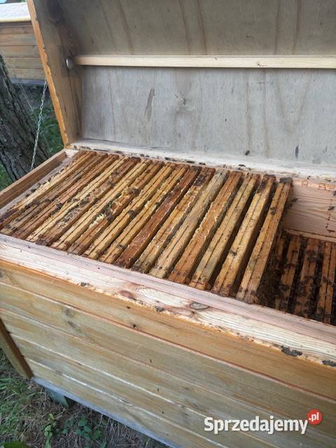 drewniany ule pszczoły Rodziny pszczele lubelskie