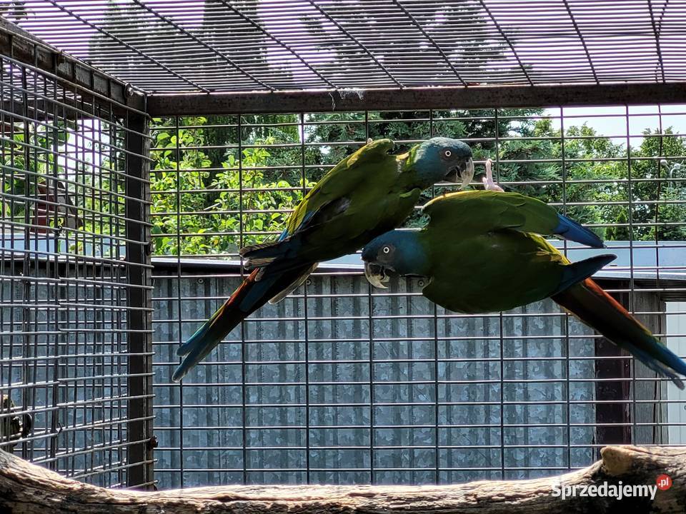 Ara Ary koloni Coloni Para 2014r wielkopolskie Niepruszewo