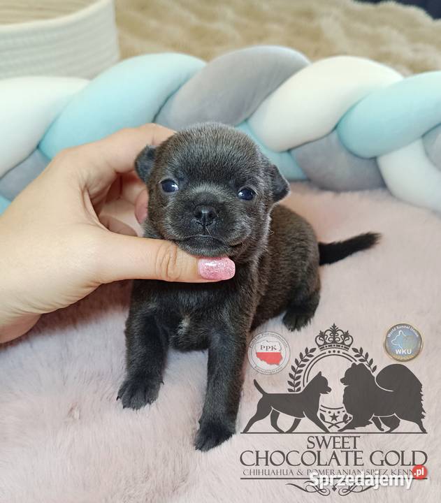 Chihuahua piesek blue niebieski krótkowłosy mazowieckie Warszawa
