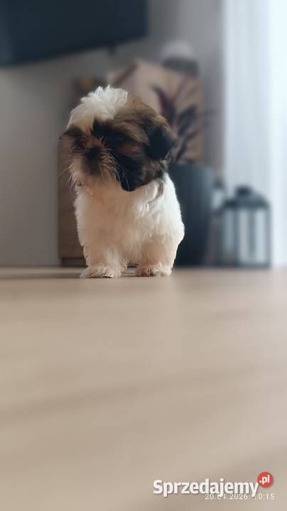 Szczeniaki shih tzu Shih Tzu małopolskie Tarnów sprzedam