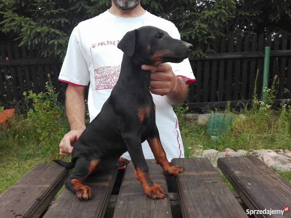 szczeniak pies niemiecki terier myśliwski Czarna Białostocka sprzedam