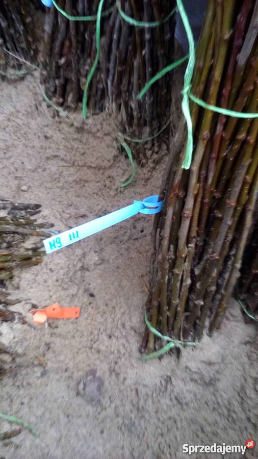 Podkładka pod drzewka M9 wielkopolskie Sompolno sprzedam