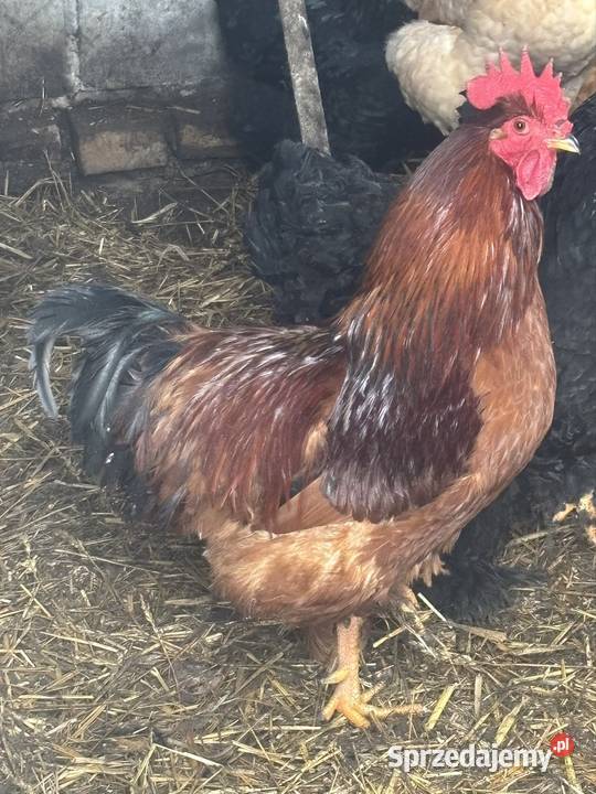 Kogut zwykły i kogut kochin olbrzymi Ptaki lubelskie Uchanie sprzedam