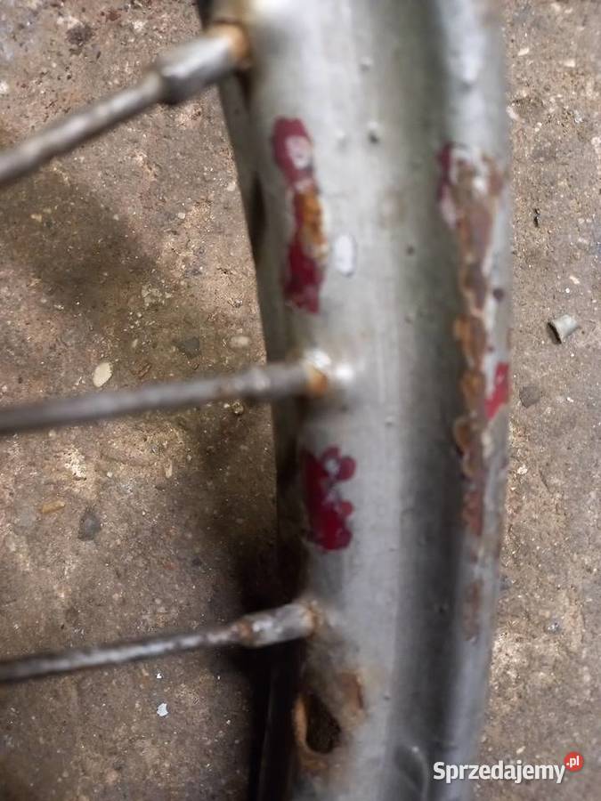 Kolo zak rys Sokołów Podlaski