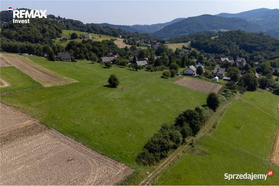 Prywatny las 3331 m2 Twoja przestrzeń w naturze polna Sprzedaż Młynne