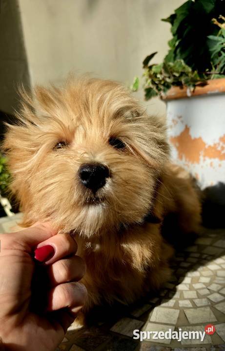 Do odbioru Hawańczyk Championie FCI ZKwP Pozostałe Chrośla sprzedam