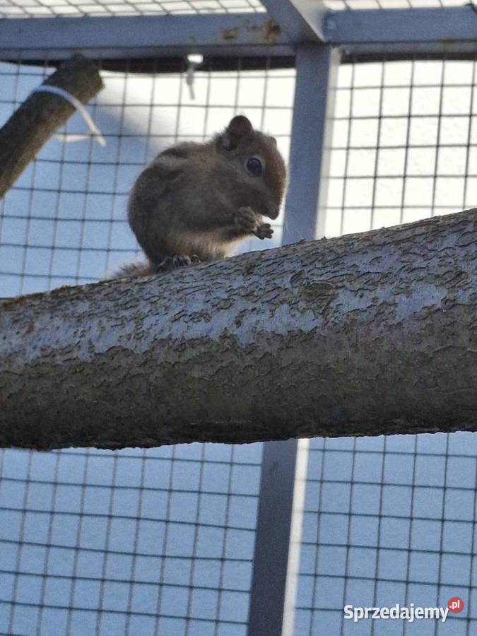 Wiewiorka chińska Pionki