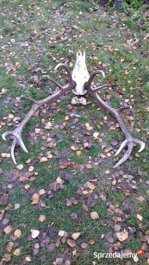 Poroże trofeum wieniec zrzut dwunastak duże Białystok sprzedam