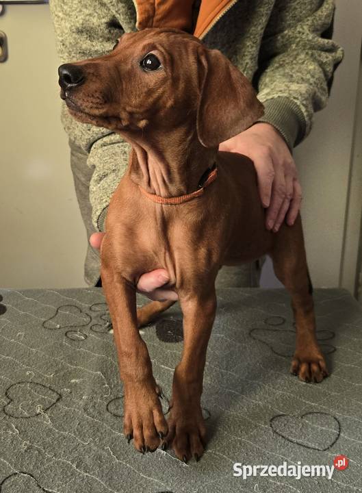 Pinczer średni szczenięta rodowodowe Pozostałe Pozostałe Konin