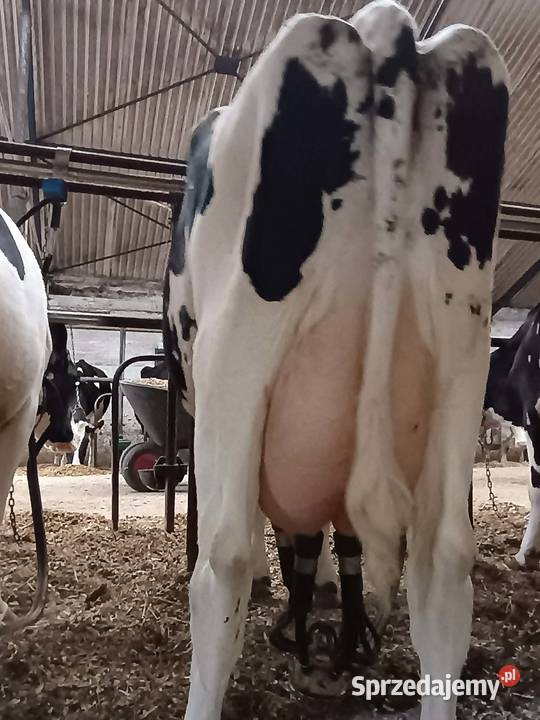 Sprzedam bydło mleczne HF 65 sztuk Nowy Dwór Gdański