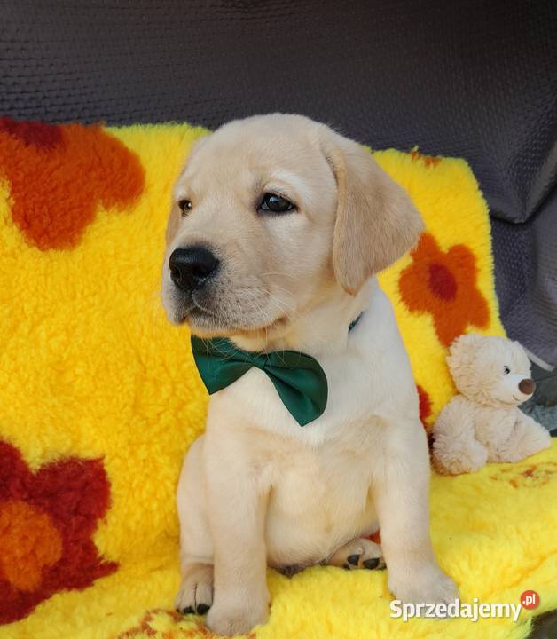 Piękne szczenięta rasy Labrador Retriever ZKwP Nowe Miasto Lubawskie sprzedam