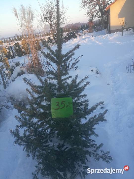 Choinka świerk srebrny podkarpackie Mielec